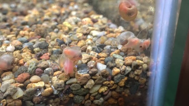 Ramshorn snail running on the wall of an aquarium