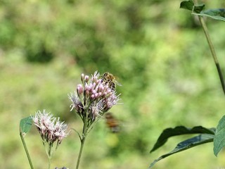 Honigbiene auf Blüte