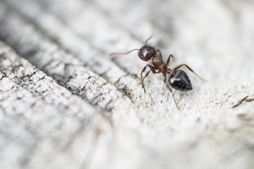 Cocktail Ant in Springtime