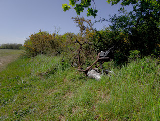 bike in the forest