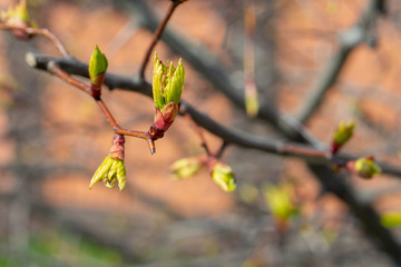 drop-down tree buds with green young leaves on a light orange background.