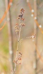 Dry plant with small variegated flowers, beautifully blurred background