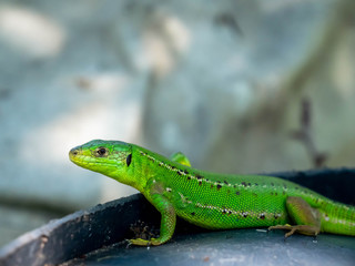 Lézard vert.