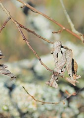 Dry twisted leaves on a tree branch on a bright spring day