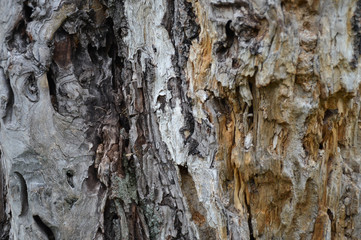 Old tree trunk texture