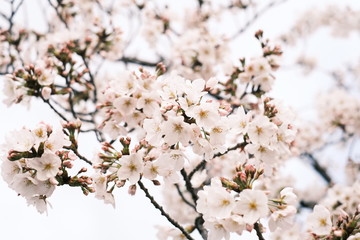 桜の開花