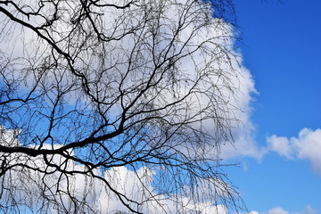 Obraz premium Looking up to blue sky with white clouds through tree branches. Beautiful black branches in front of blue cloudy sky. Naked trees against blue sky. 