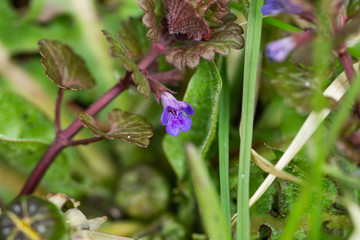Ground Ivy Flower in Springtime