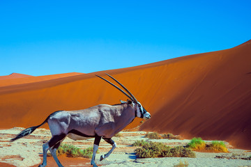 The Antelope Oryx, dry lake Sussussflay