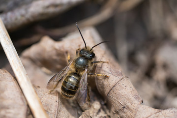 Mason Bee on Leaf in Springtime