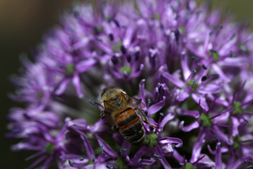 Blühender Zierlauch Allium mit einer Biene Insekt