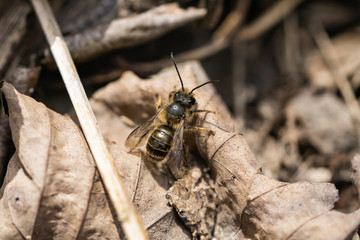 Mason Bee on Leaf in Springtime