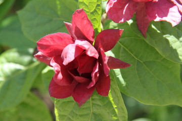 Azalea dark red vivid spring flower