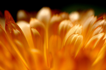 Close up of yellow English marigold flower