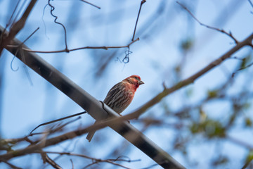 House Finch Perched on Wire in Springtime