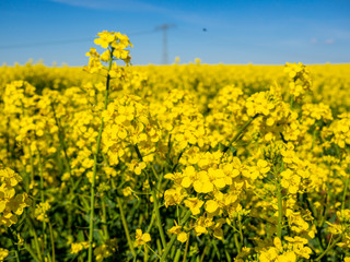 Obraz premium Rapsblüte blüht gelb im Frühling 