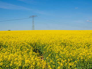 Rapsfeld blüht gelb im Frühling	