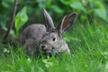 Naklejka na ściany i meble brown hare in the grass