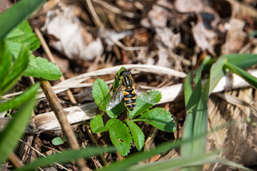 Narrow Headed Marsh Fly in Springtime