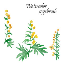 Watercolor hand painted nature herbal plant set with yellow flowers wormwood on green stem with leaves , three sagebrush branches and text collection isolated on the white background
