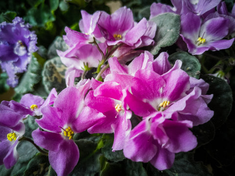 Senpolia, commonly known as the African violet. As a rule, the African violet is a common house houseplant. Violets in a pot