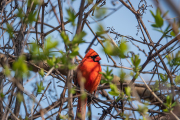 Northern Cardinal Perched on Branch in Springtime