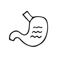Human stomach vector. Hand drawn illustration isolated on white background.