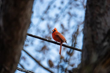 Northern Cardinal Perched on Wire in Springtime