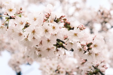 桜の開花