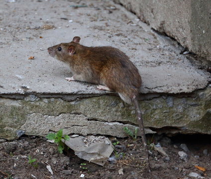 Rat On An Old Cracked Concrete Slab