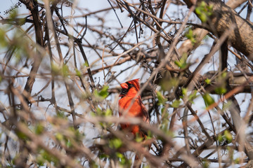 Northern Cardinal Perched on Branch in Springtime
