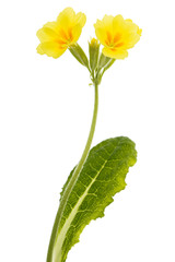 Yellow flowers of primrose, isolated on white background