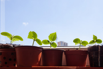 Cucumber seedlings on the windowsill on the balcony, against the sky.
