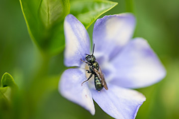 Small Carpenter Bee on Periwinkle Flower in Springtime