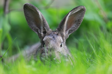 brown hare in the grass