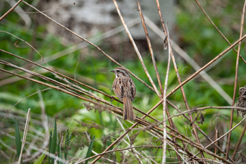 Song Sparrow Perched on Stalk in Springtime