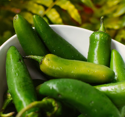 Chile habanero verde para stock 
