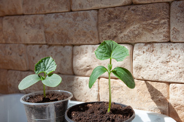 Two sprouts of cucumber in pots on a brick wall background.