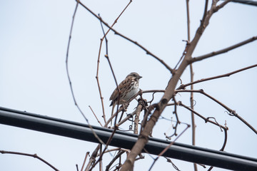 Song Sparrow Perched on Branch in Springtime