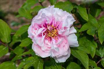 Single pink peony with shades. Spring flower