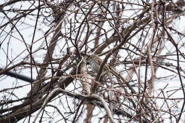 Song Sparrow Perched on Branch in Springtime