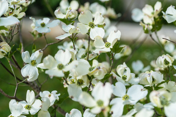 Close up of Flowers of Cornus kousa (also Benthamidia kousa), the Kousa dogwood, small deciduous tree