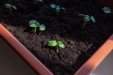 Small basil seedlings grown in a potted house.