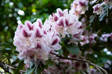 Close-up on pink rhododendron flowers