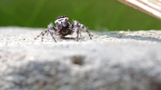 The jumping spiders (Menemerus) on a rock, Thailand. Menemerus spider is a genus of spiders in the family Salticidae.