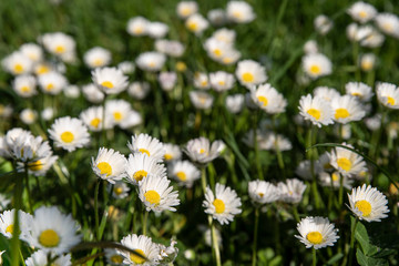 White daisies in grass in springtime