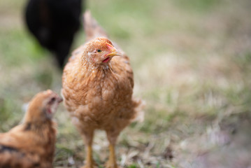 Chickens eating grass and walking in the farmyard. Close up with blurred background