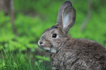 Naklejka na ściany i meble brown hare in the grass