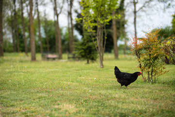 Chickens eating grass and walking in the farmyard. Close up with blurred background