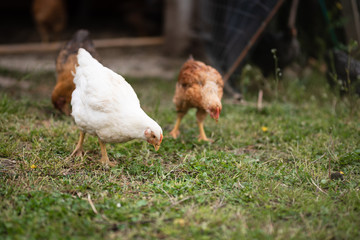 Chickens eating grass and walking in the farmyard. Close up with blurred background